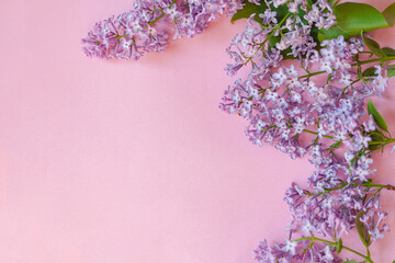 Purple and pink lilac flowers. Bouquet of lilac on pink background. With space for your text - Image