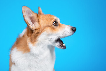 Profile portrait of funny welsh corgi pembroke or cardigan with open mouth and surprised or shocked face expression on blue background, copy space. Dog sees something impressive.
