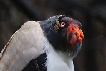 The king vulture ( Sarcoramphus papa), Royal Condor, portrait.