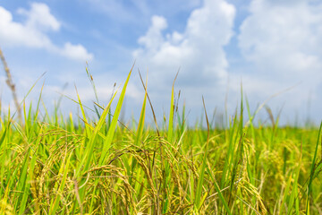 Green rice field under blue sky. Agriculture concept.