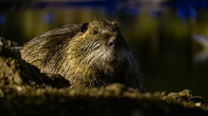 Big Beaver by the water at night