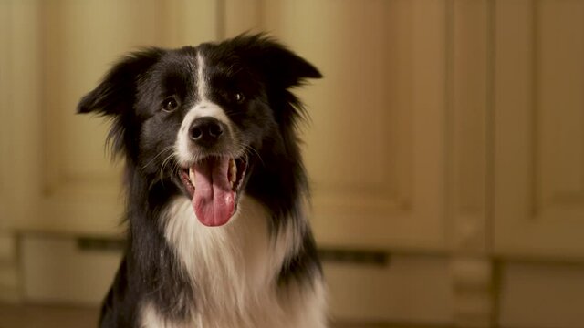 Beautiful portrait of a barking collie boarder. The dog looks at the camera and performs the commands of the owner. Training border collie.Collie boarder sticking his tongue out.