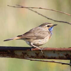 Bluethroat