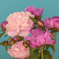 Pale pink Peony flowers and green leaves on blue paper background