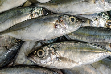 Fresh uncooked Mackerel fishs are on the sink for prepare cook food.