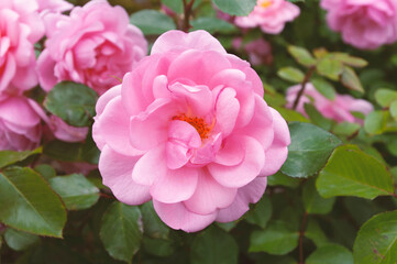 Blooming garden roses, pink flower close up. Summer time.