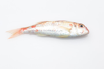 Fresh fish fresh from the sea