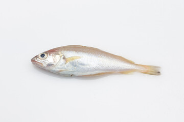 Fresh fish fresh from the sea