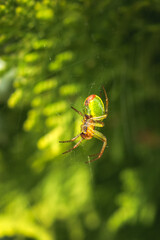 cucumber green spider, Araniella cucurbitina, camouflaged on its web between branches