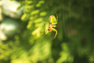 cucumber green spider, Araniella cucurbitina, camouflaged on its web between branches