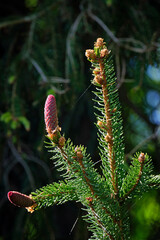 Junge Fichtenzapfen ( Picea ).
