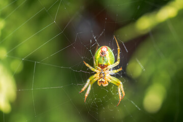cucumber green spider, Araniella cucurbitina, camouflaged on its web between branches
