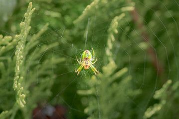 cucumber green spider, Araniella cucurbitina, camouflaged on its web between branches