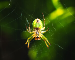 cucumber green spider, Araniella cucurbitina, camouflaged on its web between branches