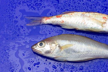 Fresh fish fresh from the sea