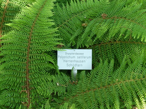 Polistichum Setiferum ,Herrenhausen, ,Dryopteridaceae Family