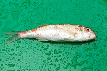 Fresh fish fresh from the sea