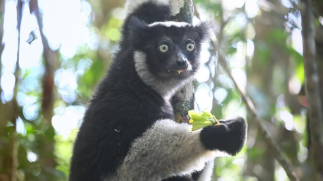 Indri lemur eats leaf in the natural habitat. Indri lemur (Indri indri) hangs on the tree and eats fresh leaves and peers around
