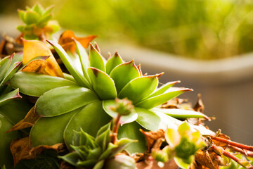 Fototapeta premium Succulents on the rock, beautiful plant macro and close-up.