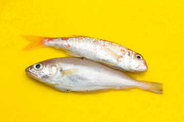 Fresh fish fresh from the sea