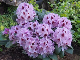 Rośliny ogrodowe do pięknych ogrodów. Rododendron ,naturalny,piękne,, flora, fiolet, ogrodnictwo