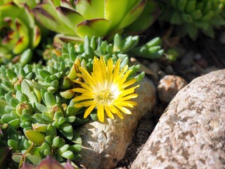 Słonecznica i rojniki.kwiat słonecznicy,, jasny, , lato, roślin © Wojciech