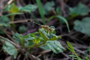 Dragonfly on leaves in the garden.