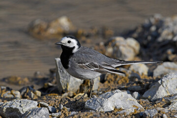 White wagtail / Bachstelze (Motacilla alba)