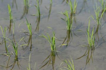 水田と苗