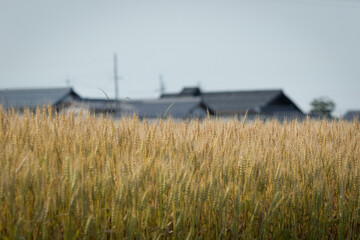 小麦畑と民家の屋根が見える風景