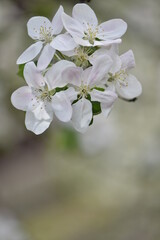 Closeup of spring flowering in the apple orchard