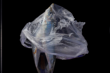 Sardine is a healthy fish