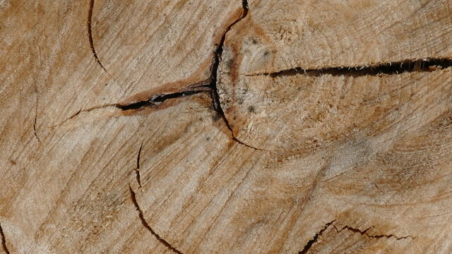 cross-section texture image of a tree