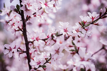 pink cherry blossom. blooming cherry. Cherry blossoms. cherry branch in bloom. spring white flowers. closeup of first spring white flowers