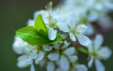 apple tree blossom. branch of a blossoming apple tree. apple flowers. spring white flowers. spring...