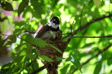 The mother bird looks after the babies that have just hatched from the eggs in the nest.