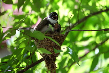 The mother bird looks after the babies that have just hatched from the eggs in the nest.