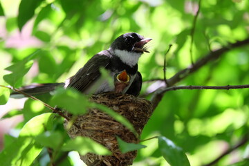 The mother bird looks after the babies that have just hatched from the eggs in the nest.