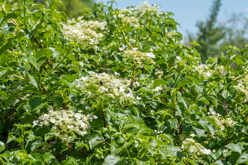 Obraz premium Hydrangea petiolaris - Kletterhortensie in voller Blüte