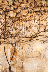 Dry trunks and branches creeping plants, without ivy leaves on an old stone wall, draws a strict picturesque creative arnamentom. As background for design