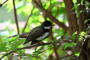 Pied fantail looking for insects on branches and in small gardens