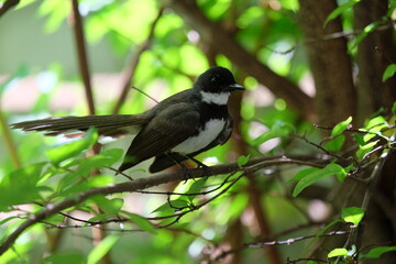 Pied fantail looking for insects on branches and in small gardens