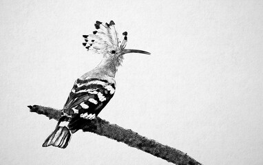 Eurasian hoopoe ( Upupa epops ) sketch © Piotr Krzeslak
