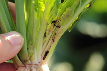 Caterpillar of the beet moth Scrobipalpa ocellatella. It is a moth in the family Gelechiidae. This...