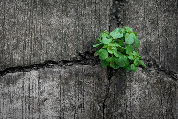 Turning a crisis into an opportunity.