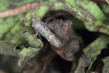 Moth of the beet moth Scrobipalpa ocellatella, is a species in the family Gelechiidae. This is an important pest of sugar beet and other crops.