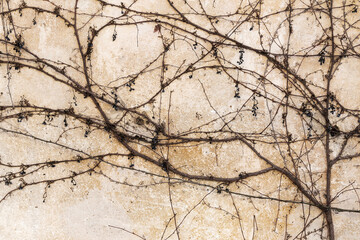 Dry trunks and branches creeping plants, without ivy leaves on an old stone wall, draws a strict picturesque creative arnamentom. As background for design