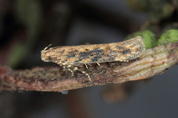 Moth of the beet moth Scrobipalpa ocellatella, is a species in the family Gelechiidae. This is an important pest of sugar beet and other crops.