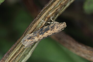 Moth of the beet moth Scrobipalpa ocellatella, is a species in the family Gelechiidae. This is an important pest of sugar beet and other crops.