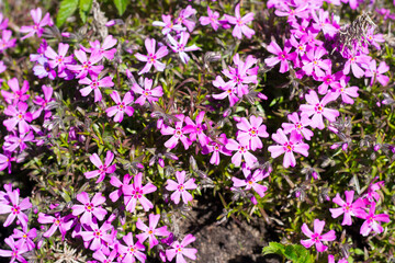 Small alpine purple flowers rock ground cover. Top view background.